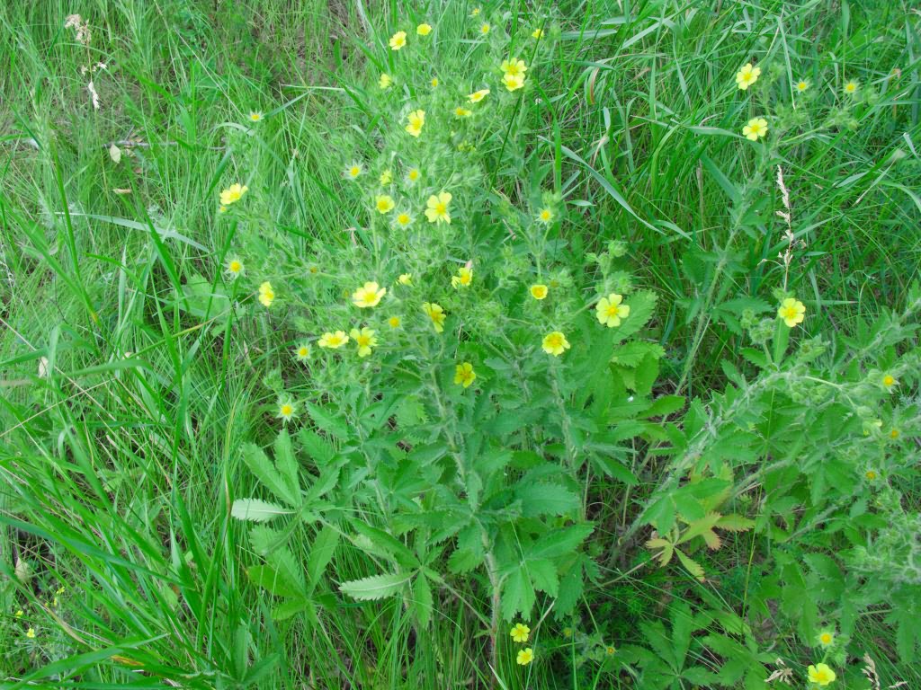 Potentilla recta L.